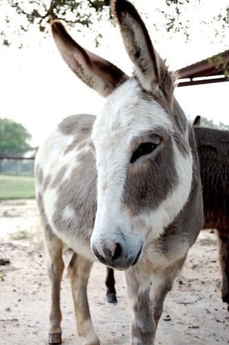 donkey_profile