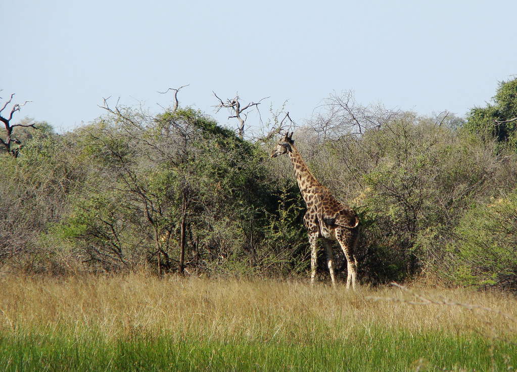 DSC08312 Giraffe at Chiefs Camp