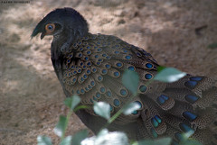 Malayan Peacock-pheasant (Polyplectron malacense)