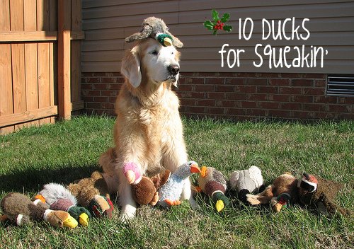 ten ducks for squeakin'
