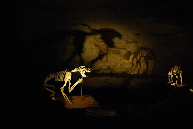 Thylacoleo fossil + shadow - Victoria Fossil Cave