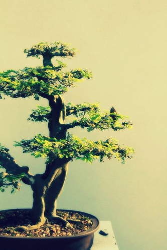 austere bonsai