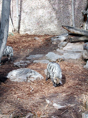 Zoo of Denver  DSCN0059