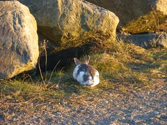 Wild rabbit on Newcastle beach