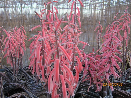 Aloe variegata in flower by wallygrom