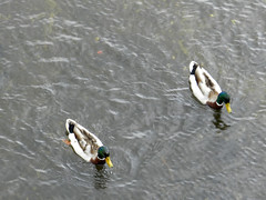 Birds in Bray Harbour