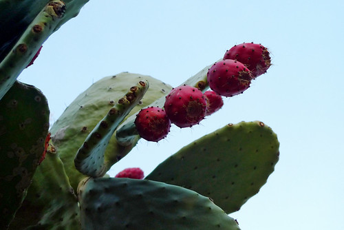 Prickly in Pink