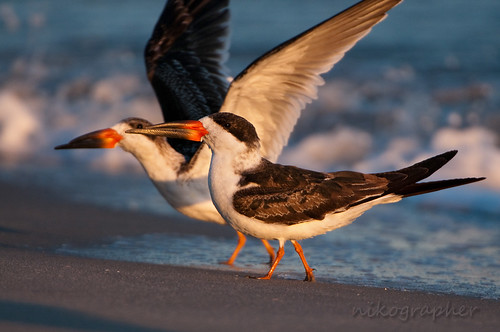 Two Black Skimmers