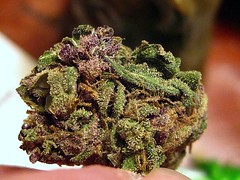 smkn420love has added a photo to the pool:perfect purrrp bud: hindu