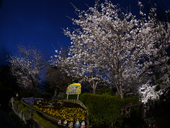 6126さん撮影の夜桜（王子動物園）b
