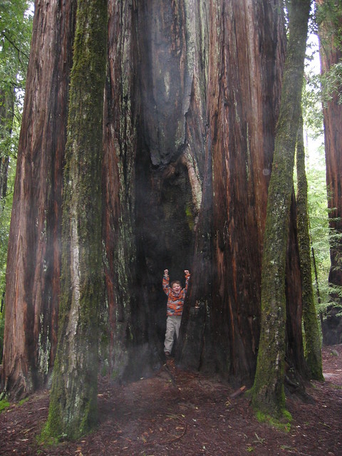 a boy and a redwood tree