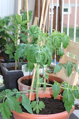 Tomatenplanten 04-06