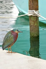 Fat Green Heron on the pier