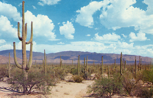Roadway Through the Saguaros