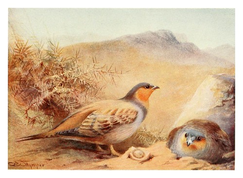 023-Urogallo de la arena-Egyptian birds for the most part seen in the Nile Valley (1909)- Charles Whymper