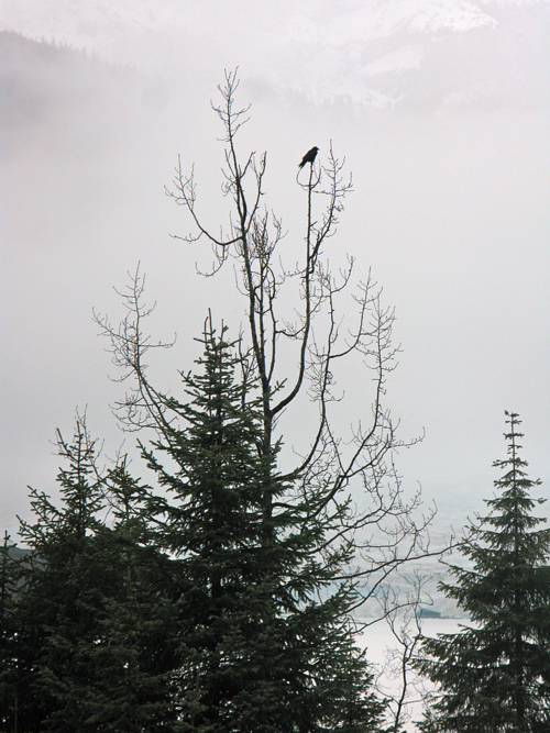 raven on a tree near Mendenhall Glacier, Juneau, Alaska