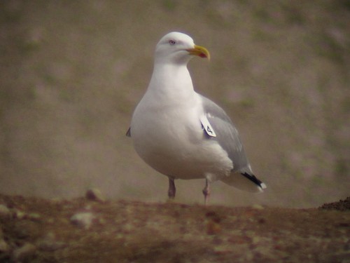 Wing-tagged Herring Gull