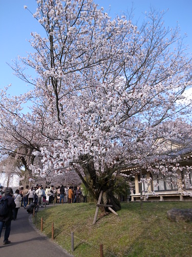 2010/04/03 京都櫻花