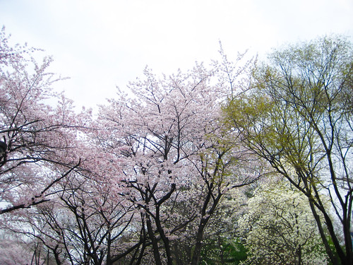 Cherry Blossoms, Art, & the Flea Market