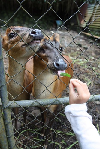 feeding the kijang (small local deer)