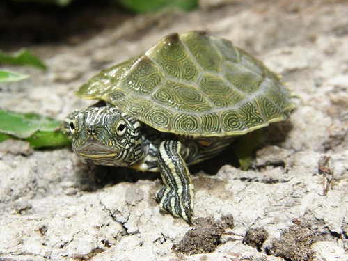texas map turtle. Cagle#39;s map turtle from
