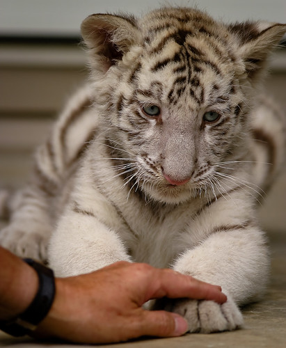Soothing the white tiger cub
