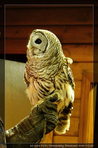 Jesse the Barred Owl (Strix varia)