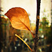 January 16, 2010: How beautifully leaves grow old. How full of light and color are their last days