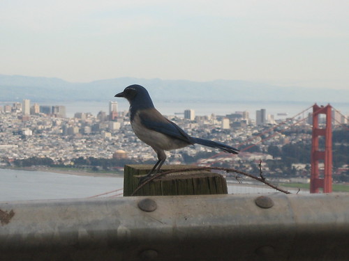 bluebird standing. . .