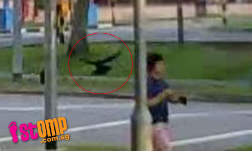  What's going on? Crows attack passersby at Choa Chu Kang