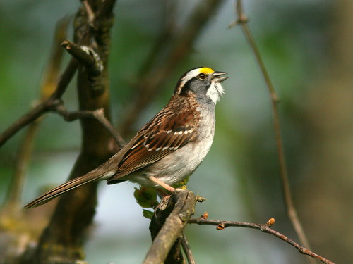 White-throated Sparrow 20100419