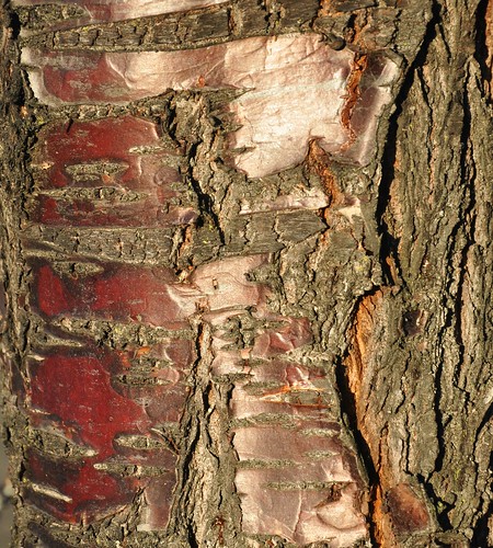 cherry tree bark. Cherry tree bark