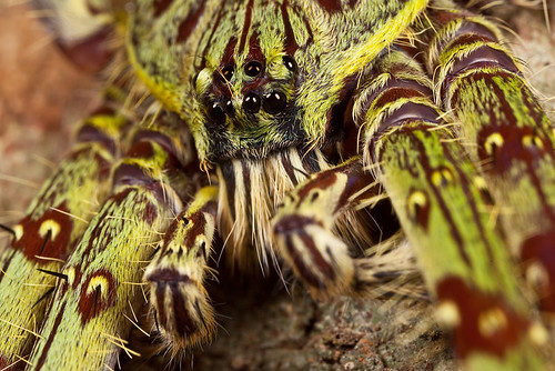 it's always good to look close 10 - huntsman spider