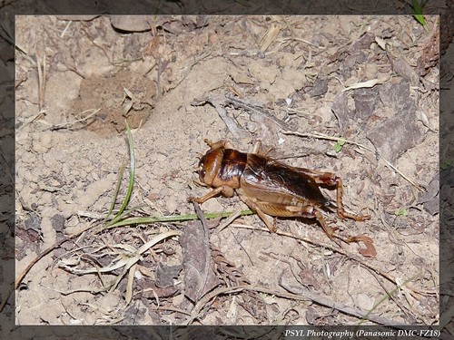 Taiwan Giant Cricket (Brachytrupes portentosus) - 台灣大蟋蟀