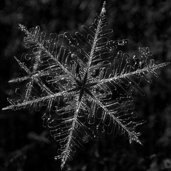 snowflake 1