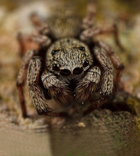 it's always good to look close 16 - Hairy Gray Spider