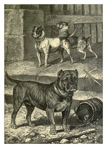 001-Bull Terrier Cross-The illustrated book of the dog 1881- Vero Kemball Shaw