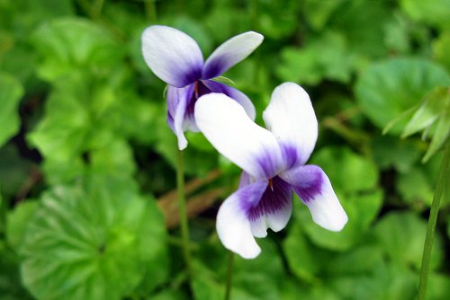 Viola hederacea (rq) - 01