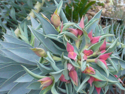 Euphorbia rigidia