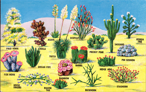 desert plants postcard