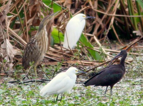 American Bittern with Heron and Ibis 20100215