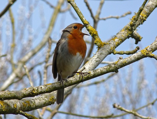 12139 - Robin singing