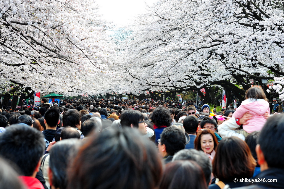 The crowds always come to Ueno Park to see the sakura at this time of year. On a fine, day like today, it can be very busy.