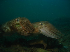 Pair of Cuttlefish at Sugar Wreck