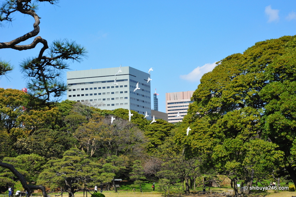 There are plenty of different birds within the Hamarikyu grounds.