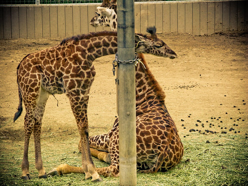 baby giraffes!