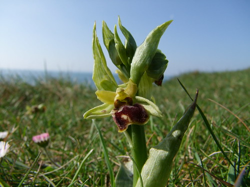Spider Orchid (2)