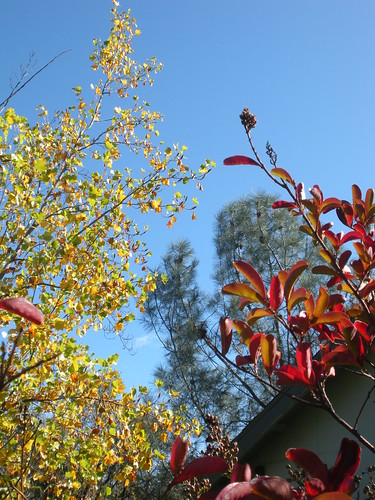 yellow red leaves pines blue sky