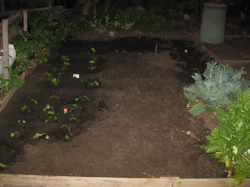 Community Garden Vegetable planting