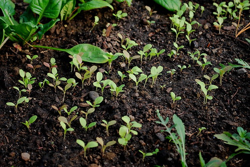 lettuce mix seedlings